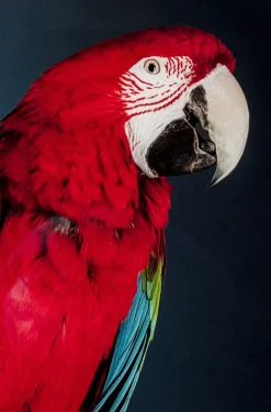 Obraz Twin Parrot 80x120 Cm*KARE Design Clearance