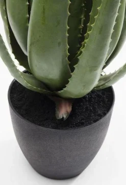 Roślina Dekoracyjna Aloe 69 Cm*KARE Design Sale