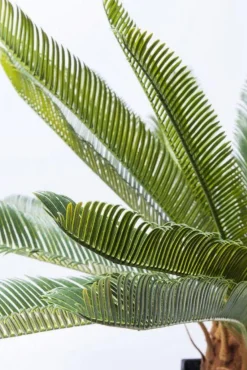 Roślina Dekoracyjna Cycas Tree 40x78 Cm*KARE Design Outlet