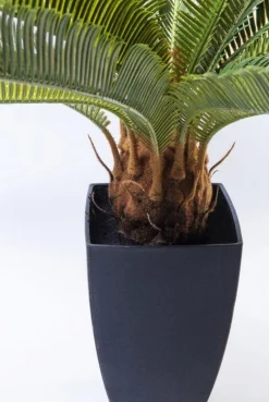 Roślina Dekoracyjna Cycas Tree 40x78 Cm*KARE Design Outlet