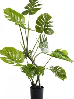 Roślina Dekoracyjna Monstera 110 Cm*KARE Design