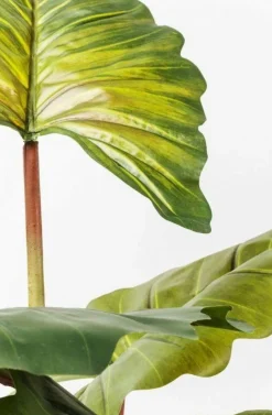 Roślina Dekoracyjna Rainforest Red 170 Cm Kolorowa*KARE Design Discount