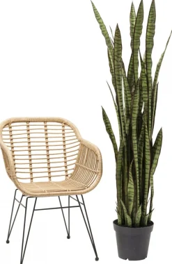 Roślina Dekoracyjna Sansewieria 155 Cm*KARE Design Online