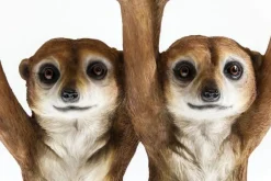 Stolik Meerkat Sisters Ø33 Cm Kolorowy*KARE Design Discount